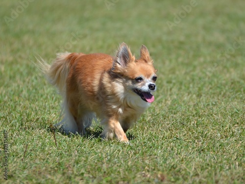 Long Coat Chihuahua