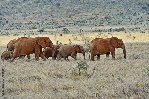 African elephants in the savannah © kyslynskyy