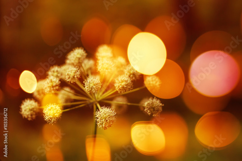 Nature Background with Bokeh Lights
