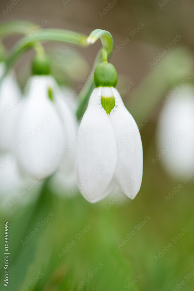 Spring snowdrop flowers blooming in sunny day - vertical orientation Spring snowdrop flowers blooming in sunny day - vertical orientation