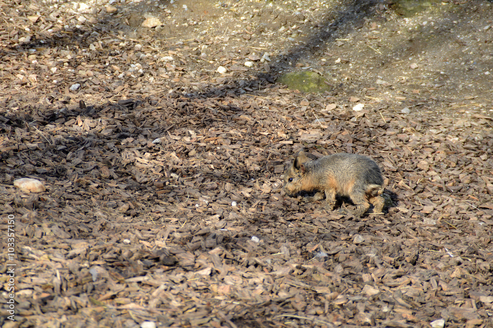 Naklejka premium Mara Baby full size