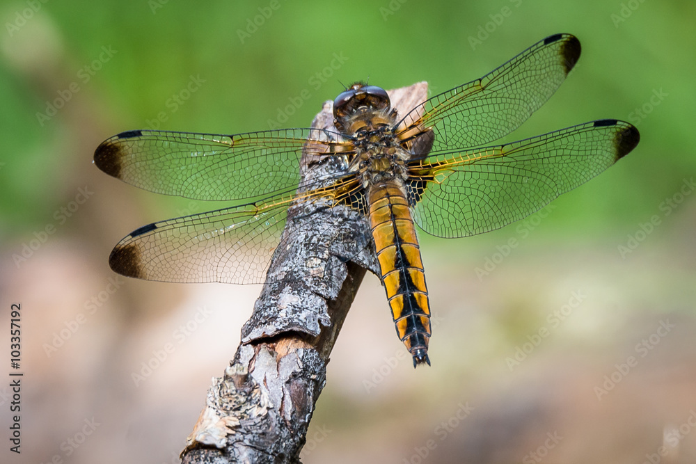 Libelle Dragonfly - Spitzenfleck - Libellula fulva, Weibchen Libelle Dragonfly - Spitzenfleck - Libellula fulva, Weibchen