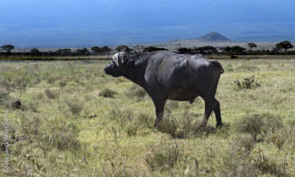 Buffalo in the African
