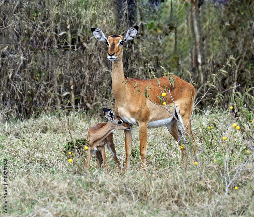 Antelope Impala in the savannah Antelope Impala in the savannah