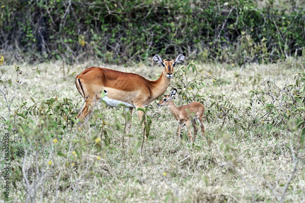 Antelope Impala in the savannah Antelope Impala in the savannah