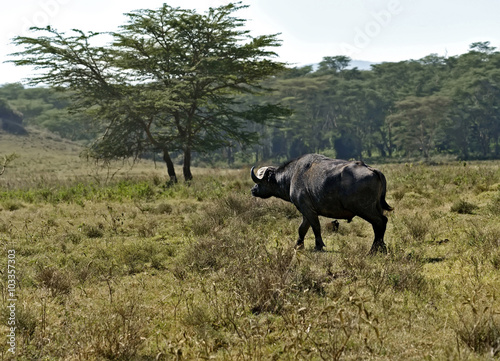 Fototapeta Naklejka Na Ścianę i Meble -  Buffalo in the savannah