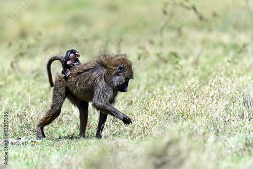 Baboons in the savannah