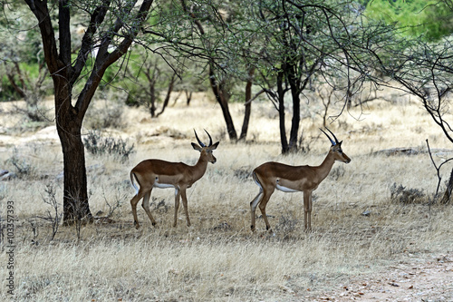 Grant's gazelle in the savannah