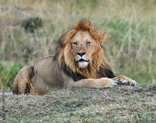 Portrait of African lion