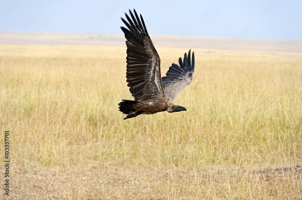 Fototapeta premium Grief with carrion