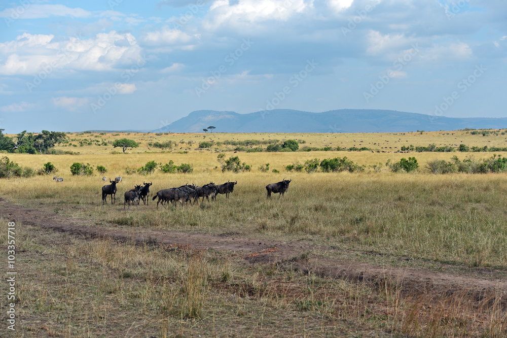 Wildebeest in the savannah