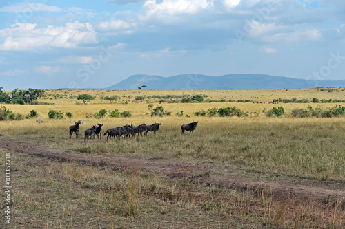 Wildebeest in the savannah