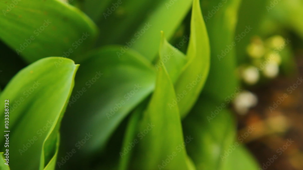 the camera moves along the field lilies of the valley the camera moves along the field lilies of the valley