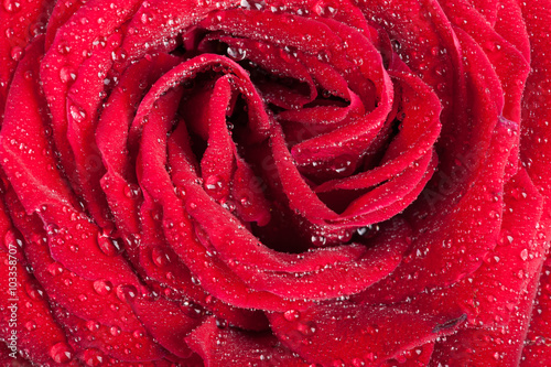 Fototapeta Naklejka Na Ścianę i Meble -  Closeup of rose bud