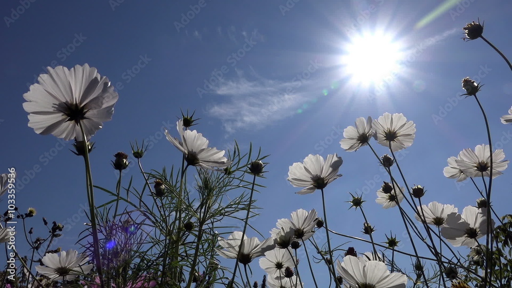 White flowers cosmos against the sun in the blue sky, close-up White flowers cosmos against the sun in the blue sky, close-up