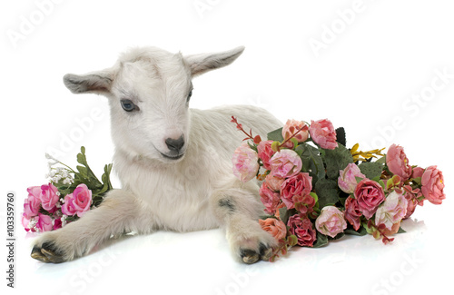 white young goat and flowers