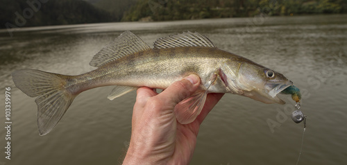Walleye caught on artificial bait