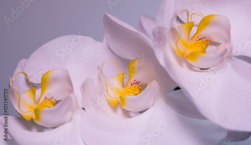 A tender white orchid.