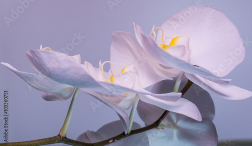 A tender white orchid.