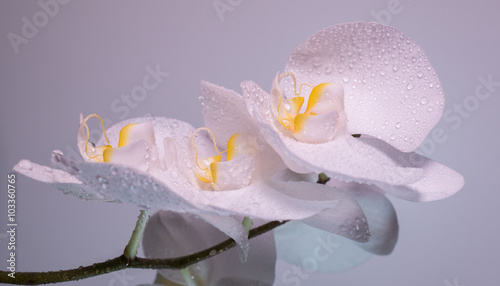 A tender white orchid.