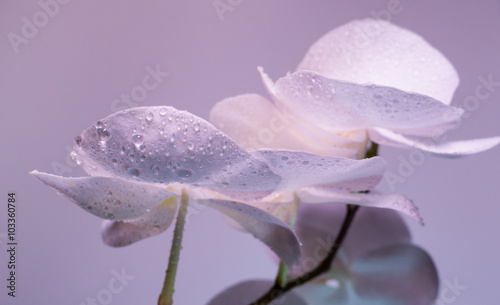 A tender white orchid.