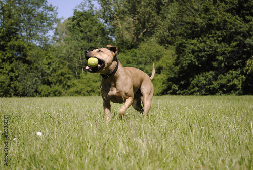 Spelende blije hond met bal photo