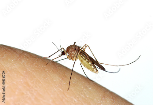 Mosquito (Culex sp.) biting a human finger © Marco Uliana