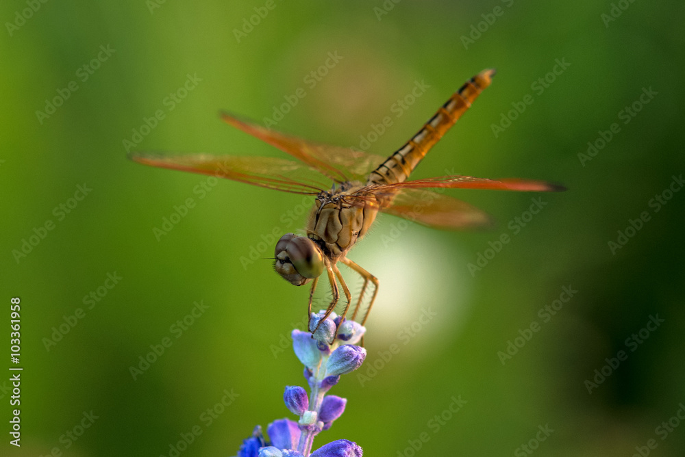 Dragonfly on blue flower