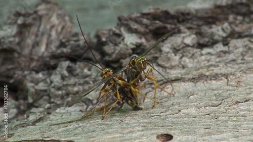 Giant Ichneumon (Megarhyssa macrurus) wasps compete to inseminate a female 2 photo