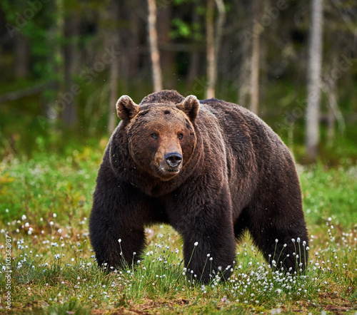 Male brown bear © lucaar