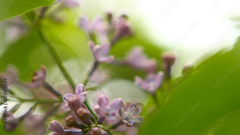 blooming lilac swaying in the wind, shallow depth of field blooming lilac swaying in the wind, shallow depth of field