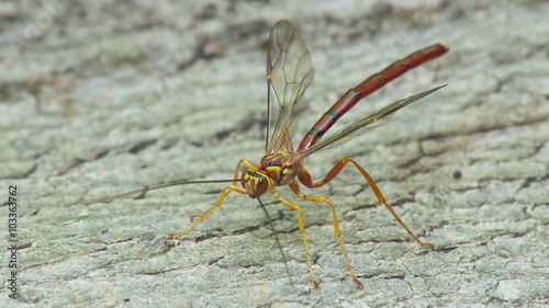 Giant Ichneumon (Megarhyssa greenei) wasp male searching for females 3 photo