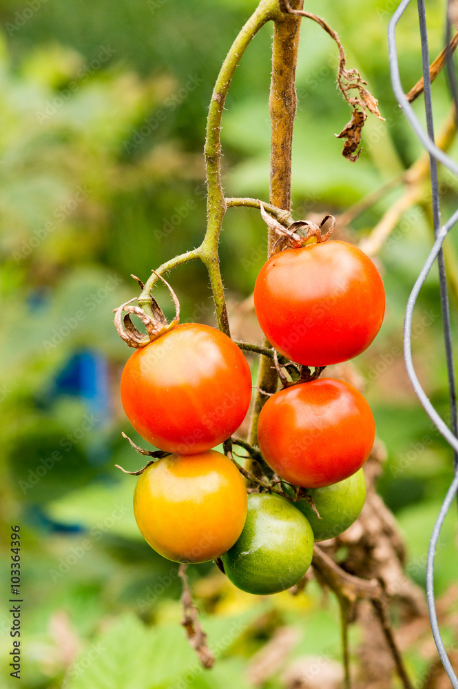 Red, orange and green tomatoes growing on a vine