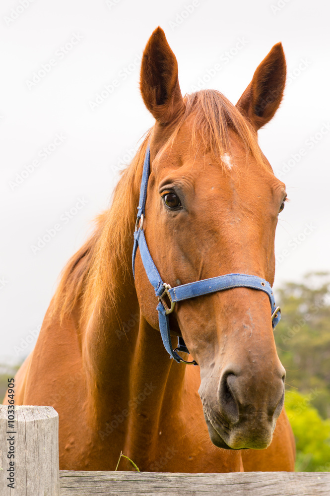Obraz premium Portrait of a chestnut horse with a blue halter