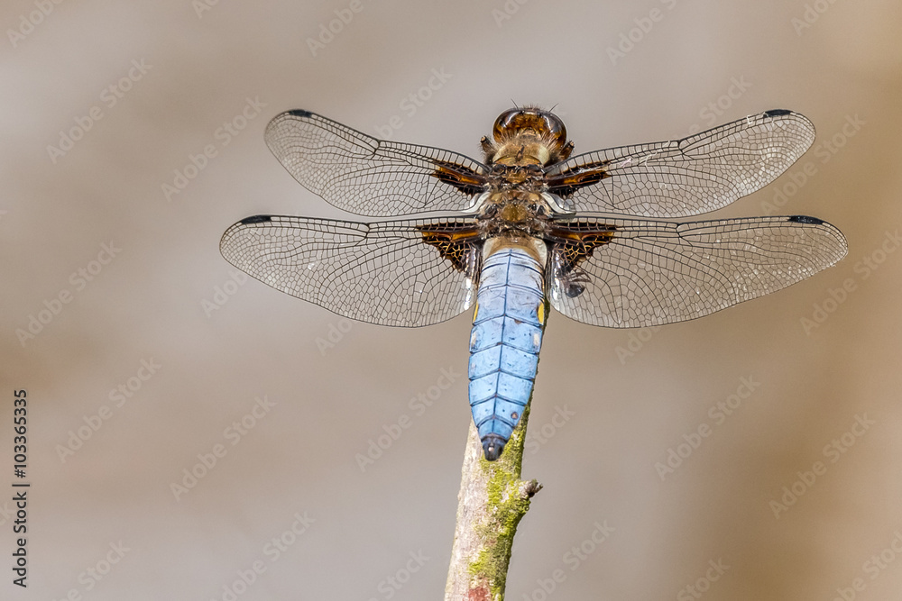 Libelle Dragonfly - Plattbauch - Libellula depressa - Männchen Libelle Dragonfly - Plattbauch - Libellula depressa - Männchen