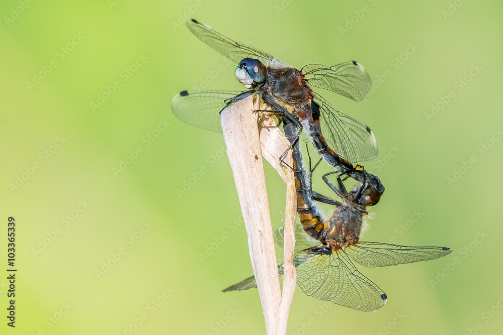 Naklejka premium Libelle Dragonfly - Große Moosjungfer - Leucorrhinia pectoralis, Paarungsrad
