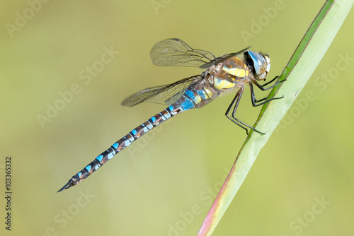 Libelle Dragonfly - Herbst Mosaikjungfer - Aeshna mixta - Männchen
