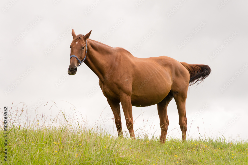 Obraz premium Chestnut horse chewing grass against a cloudy sky