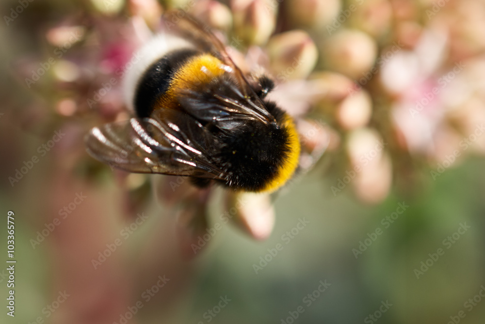 bee sitting on a flower close-up bee sitting on a flower close-up