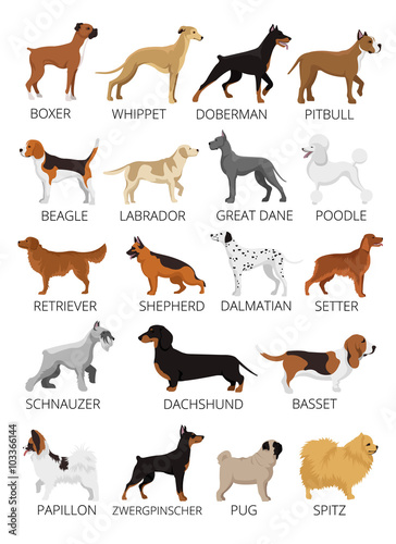 Dogs breed set. Vector flat illustrations