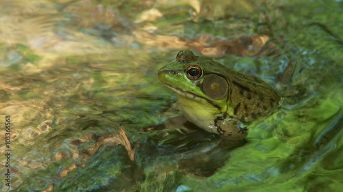 Northern Green Frog (Rana clamitans melanota)  - Male 2 photo