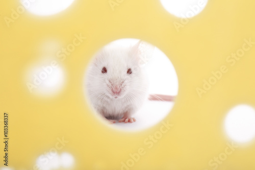 White mouse on piece of cheese