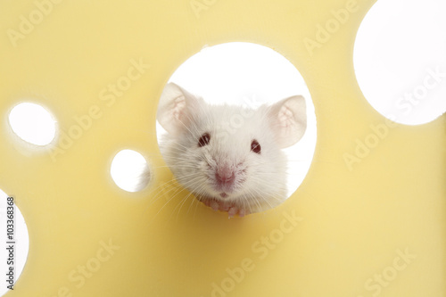 White mouse on piece of cheese