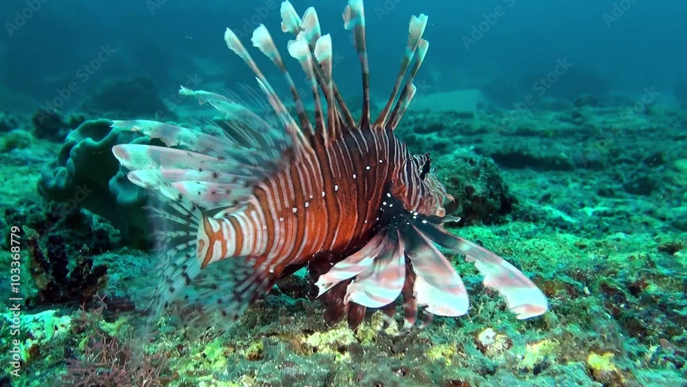 Flying lionfish - scorpionfish Flying lionfish - scorpionfish