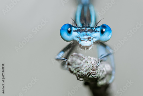 Libelle Dragonfly - Gemeine / Blaue Federlibelle - Platycnemis pennipes