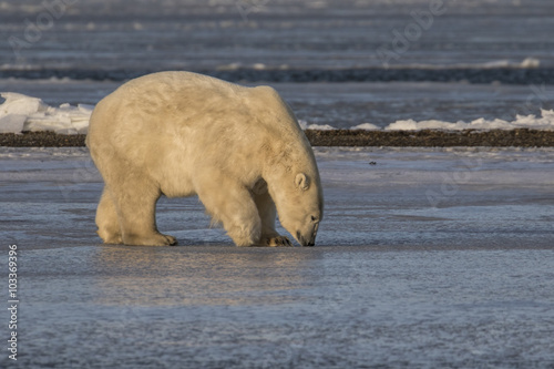 Polar Bear checking things out photo