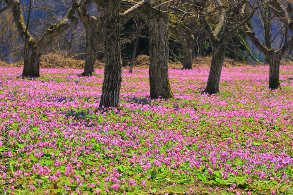 カタクリの里　群生地