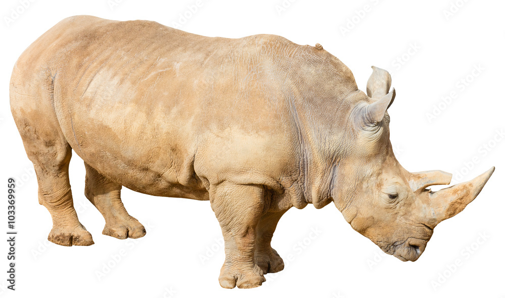 Obraz premium Rhino on a White Background