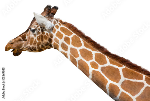 Giraffe Isolated on a White Background