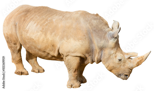 Rhino on a White Background